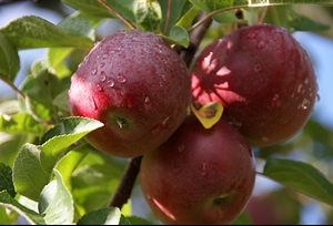 Verger Les Roy de la pomme