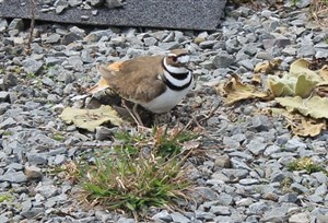 petit oiseau 