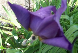 iris