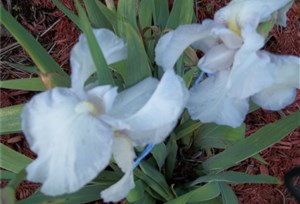 iris