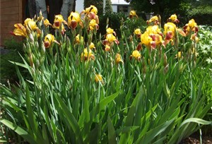 Iris du Quebec