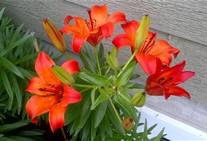 Lys en beauté! 