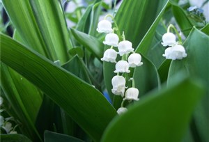 oeillets