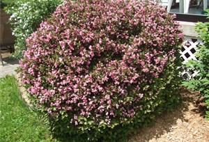 Weigela