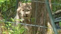 Le Miller Zoo de Frampton ouvrira bientôt ses portes