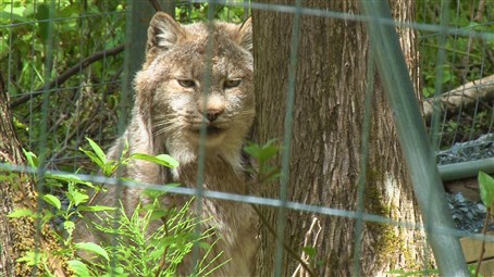 Le Miller Zoo de Frampton ouvrira bientôt ses portes