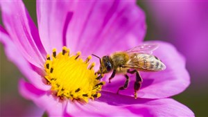 Une campagne de sensibilisation à la protection des pollinisateurs