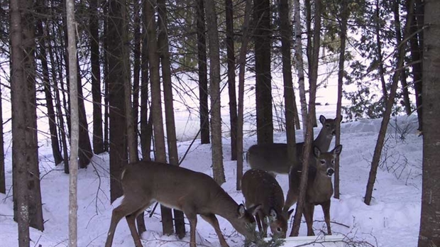 Découvrir l’habitat du cerf de Virginie à Saint-Gédéon