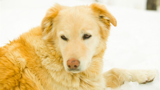 Une nouvelle négligence animale