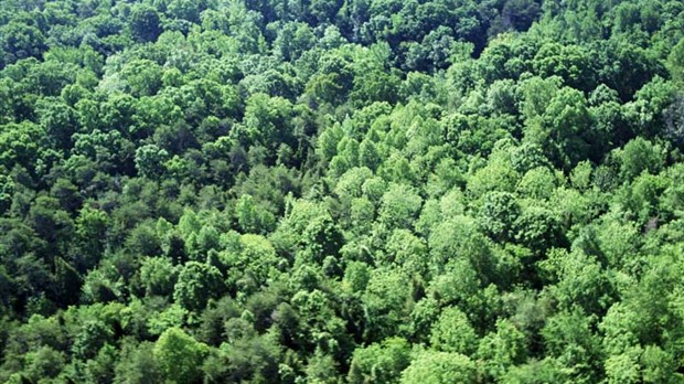 Chaudière-Appalaches sera consulté  dans le cadre du livre vert sur la forêt