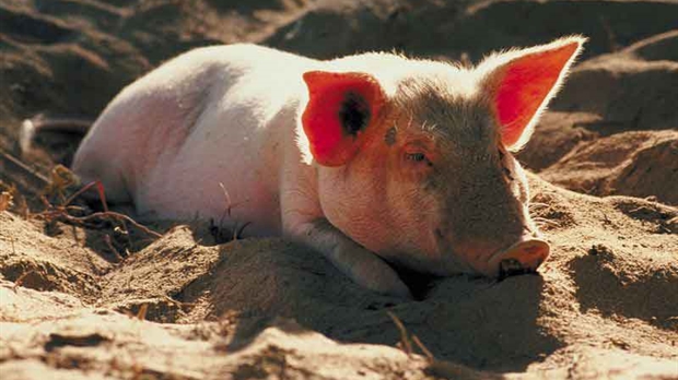 Les producteurs de porcs sonnent l’alarme