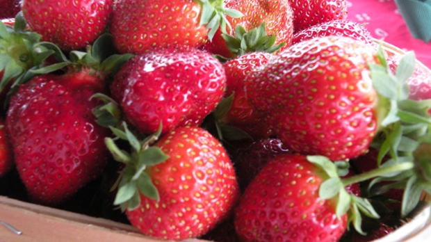 Les fraises en abondance cet été