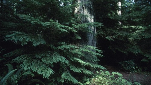 L’État verse 1,1 M$ pour la mise en valeur de la forêt