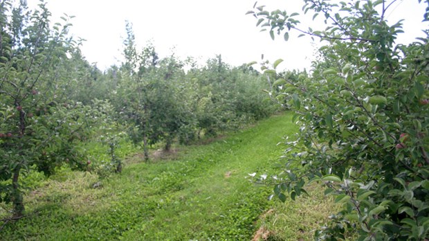 Les Roy de la pomme appuient la Fondation CRDP-CA