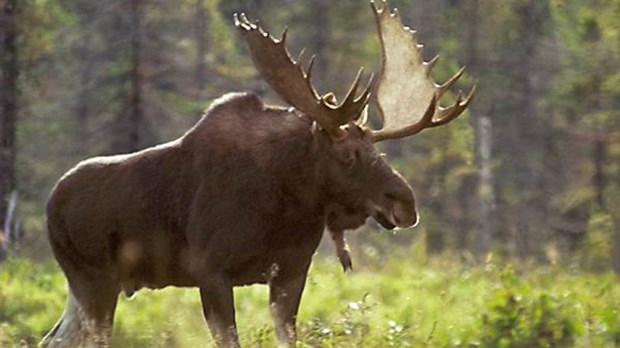 La tournée de films Chasse & Pêche 2009 s'en vient