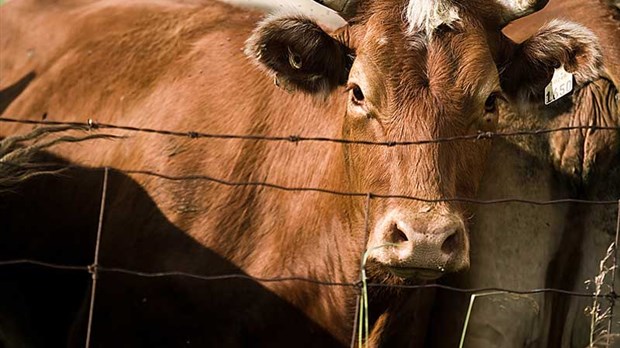 Une journée bovine dans le Granit