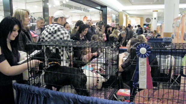 Le monde canin attire les foules au Carrefour