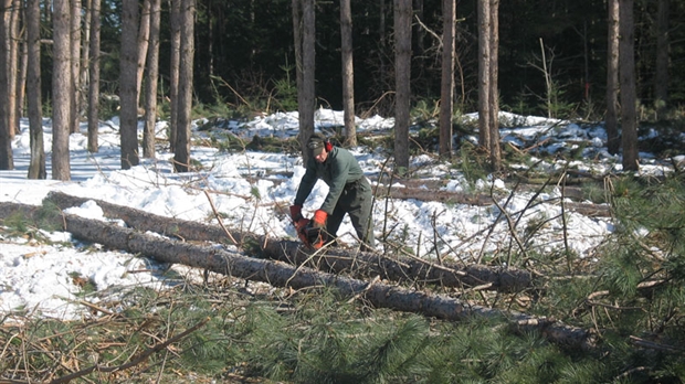 L’Association des producteurs de bois et boisés choisit la norme FSC