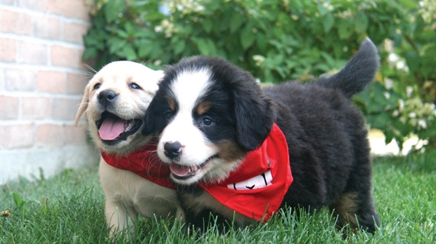 Des chiens de travail exceptionnels