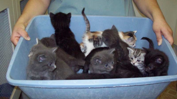 La SPA compte déjà trop de chats.