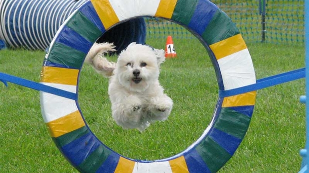 De beaux chiens fous... qui courent partout