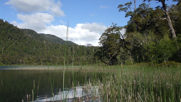 Des arbres pour restaurer les rives