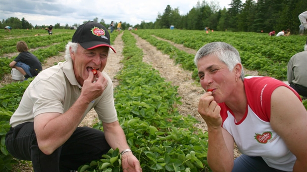 « Les producteurs ont gagné leurs fraises cette année » — André Carrier du MAPAQ