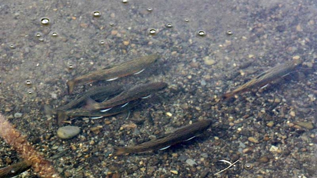 La truite mouchetée se plaît bien dans le ruisseau d’Ardoise