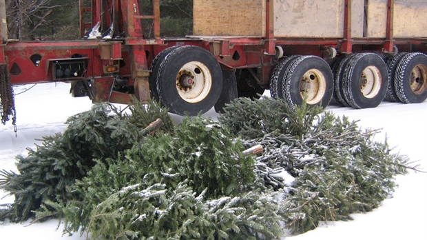 Des milliers d’arbres de Noël beaucerons prennent le chemin de la revalorisation