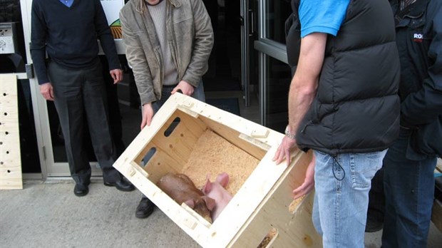 Les producteurs de porcs beaucerons exhortent le gouvernement de respecter ses engagements