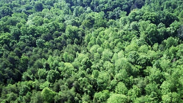 857 000 $ pour la mise en valeur des ressources du milieu forestier du territoire
