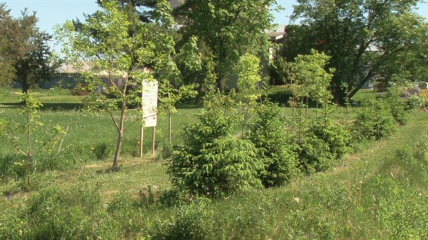 Distribution de 50 000 arbres pour les agriculteurs de la région