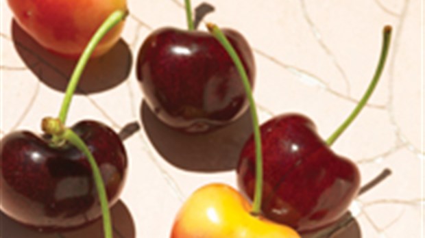 Savourez les cerises comme un connaisseur