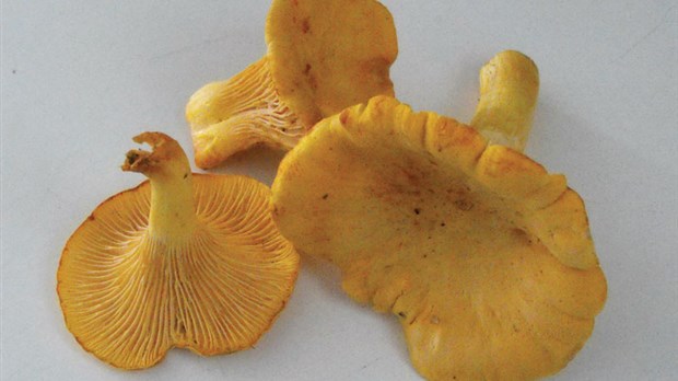 Une autre occasion de découvrir les saveurs d’ici