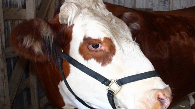 L’Expo agricole toujours aussi variée à Saint-Honoré