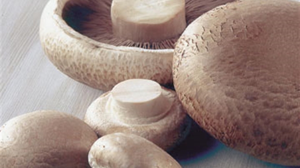 Manger des champignons aide à nous maintenir en santé