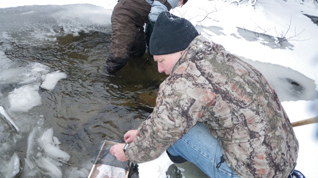 Le CRRE ensemence 219 000 oeufs d'omble de fontaine dans la rivière Etchemin