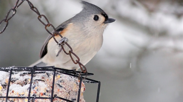 Un oiseau rare a été vu au Domaine Taschereau
