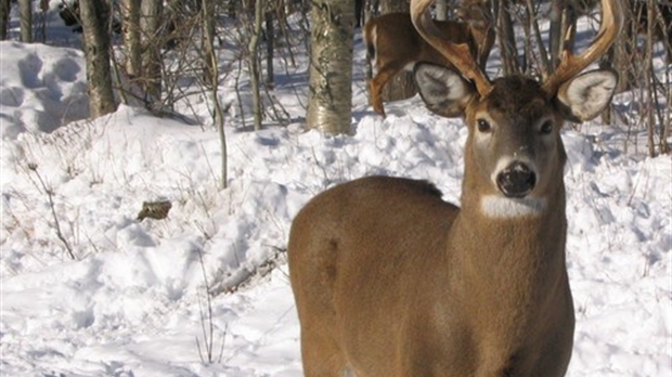 La récolte de cerfs de virginie a diminué dans la région en 2010