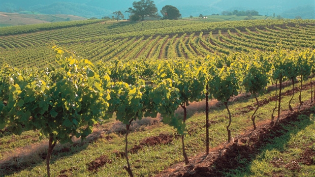 Anecdotes intéressantes: Les vins australiens célèbrent une étape importante au Canada