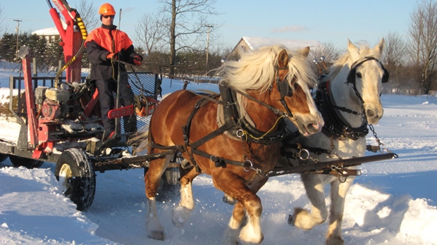 Le savoir-faire beauceron permettra le retour au travail des chevaux en forêt