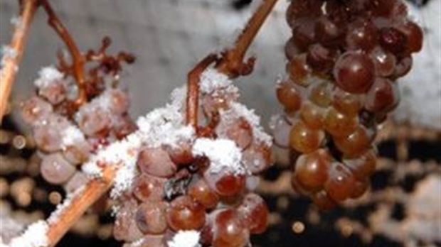 Le vin de glace... Quel délice !