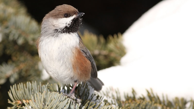 Une conférence sur l’Atlas des oiseaux nicheurs du Québec sera offerte au Cégep