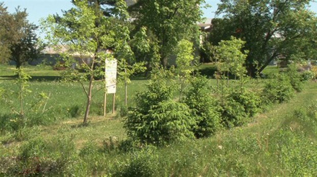 Les agriculteurs de Chaudière-Appalaches planteront 55 000 arbres