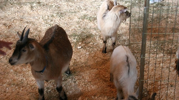Une 5e édition pour la foire agricole et forestière de Saint-Odilon