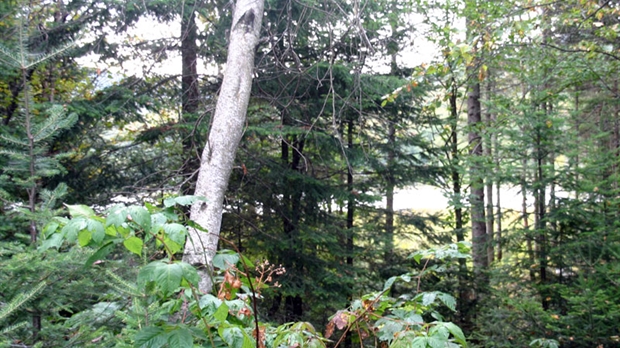 Mise en valeur du milieu forestier : La CRÉ annonce l’appel public de projets