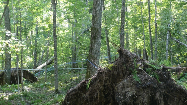 La tempête Irène a aussi fait des dommages en forêt privée