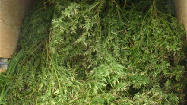 Importante perquisition de plants de cannabis à Saint-Georges