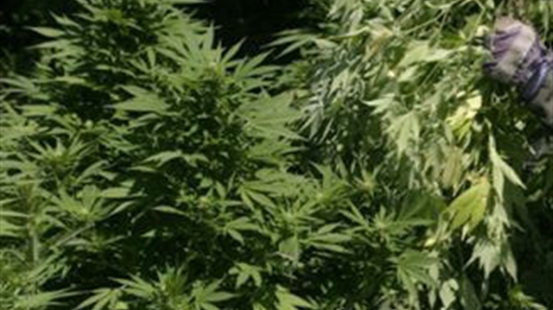Perquisition de 1 M$ de cannabis à Sainte-Justine