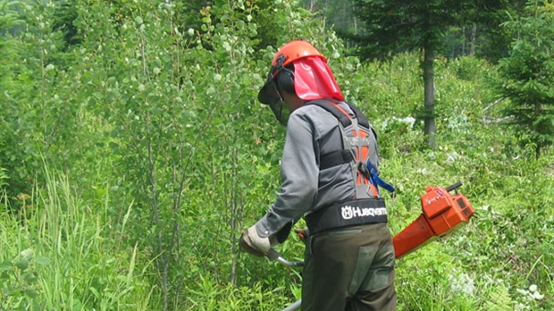 Vaste consultation publique pour développer la nouvelle politique sur les forêts de proximité